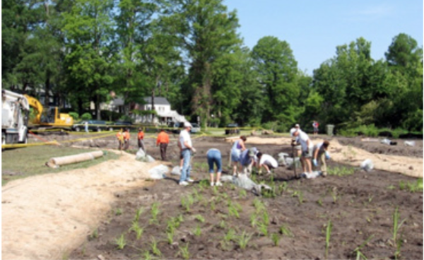 Figure 17. Planting a stormwater wetland can be a community volu
